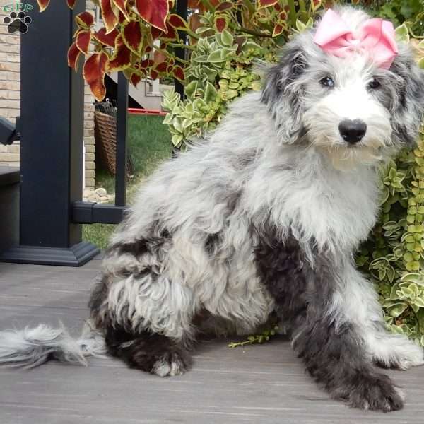 Holly (medium), Sheepadoodle Puppy